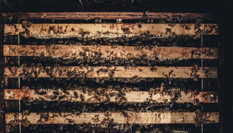 Las abejas hacen miel… y saben matemáticas
