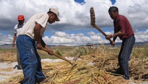 Los estragos de la quinoa