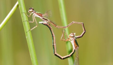 Del baile de la libélula al lenguaje de los humanos