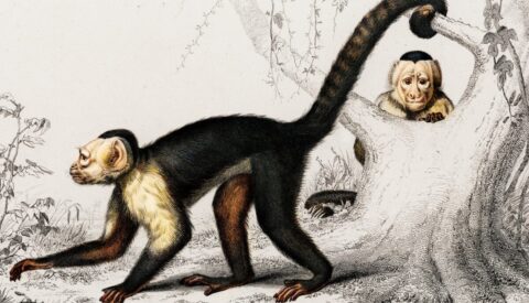 ¿Por qué los humanos perdimos la cola?