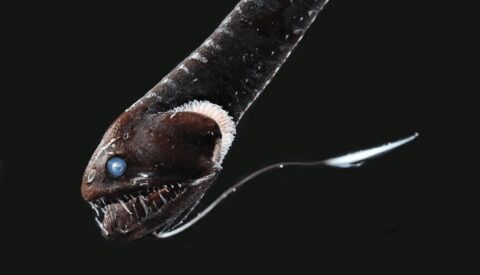 Más allá de las profundidades