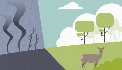 Reforestar para sembrar esperanza