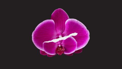 Desmontando la mutilación genital femenina