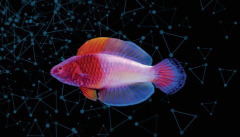 Cinco de las especies (más originales) descubiertas recientemente