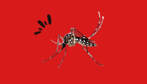 Los diez animales más mortíferos