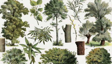 Así son los bosques 3.0