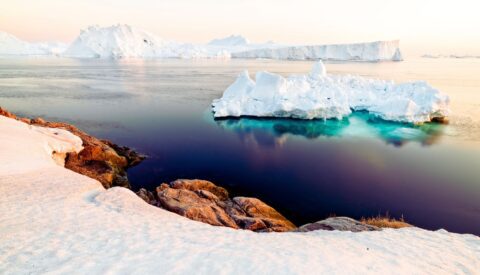 Las plantas del Ártico reaccionan de forma inesperada al cambio climático