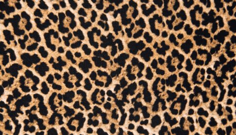 La política de lo feo