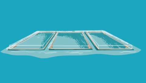 Alga, algae. Un tesoro milenario submarino