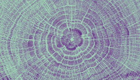 ¿Talar árboles ayuda a conservar el planeta?