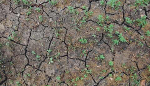 El Antropoceno y la gran orfandad del relato