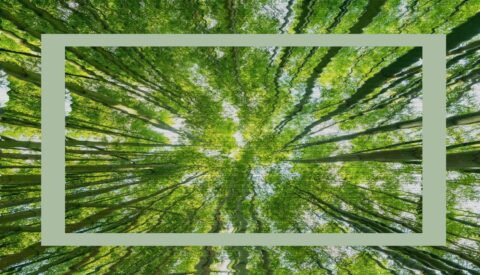 7 ejemplos de soluciones basadas en la naturaleza